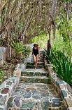 Walkway with a Great Banyan tree