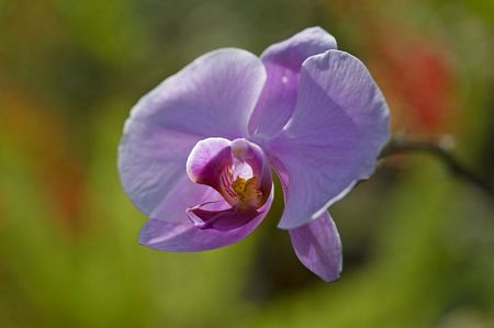 orchid