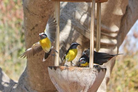 haiku bananaquits