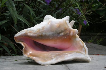 conch