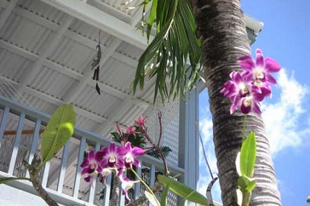 orchids on property